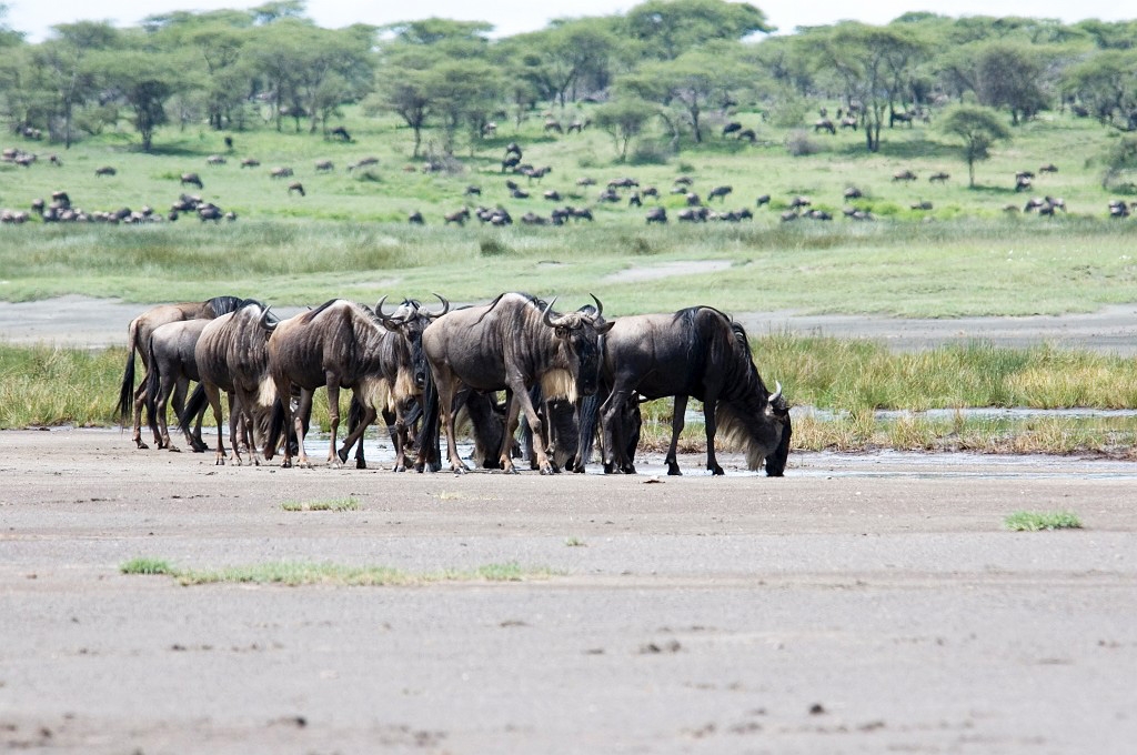 Ndutu Gnu flok07.jpg - Blue Wilderbeest (Connochaetus taurinus), Tanzania March 2006